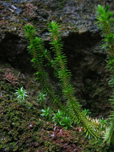Photo By: Tim Howard. Photo taken: Ulster County, NY on 11 May 2006